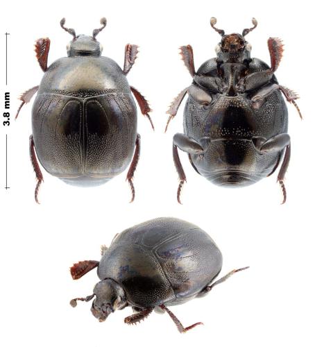 Saprinus aeneus